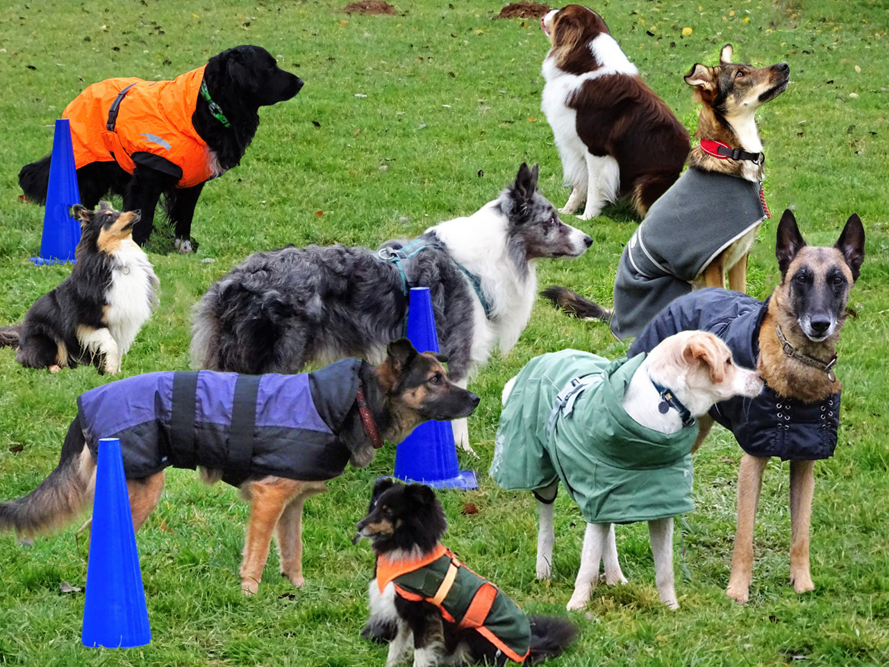 211121 RO Hunde Gruppe