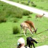 20080706_1338571691_img_0363_klein