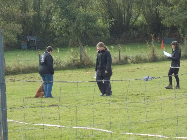 20131021_1007079495_k-hundeplatz_065