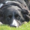 Begleithundeprüfung 08.04.2017