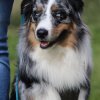 Begleithundeprüfung 08.04.2017