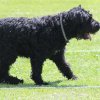 170610_Sommerfest